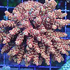 Burning Ember Acropora Frag