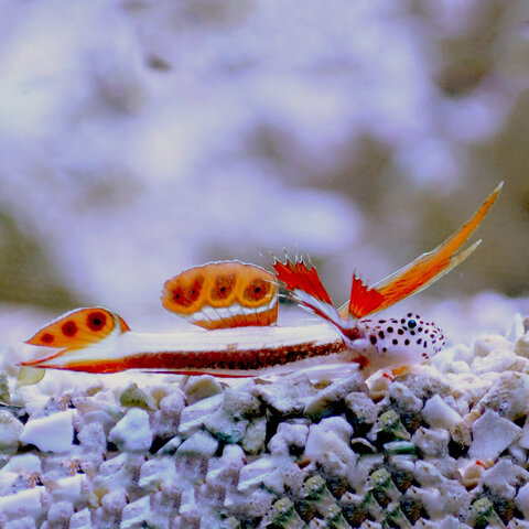 Griessingeri Goby