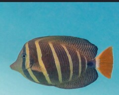 Products tagged with what fish go well with tangs