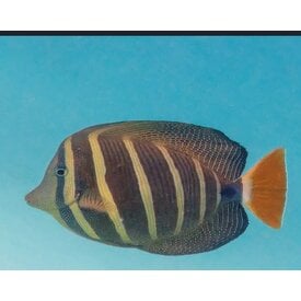  Sailfin Tang ( Zebrasoma veliferum )