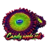 Candy Apple Red Zoanthid