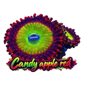  Candy Apple Red Zoanthid