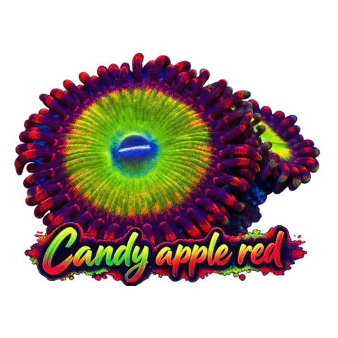 Candy Apple Red Zoanthid