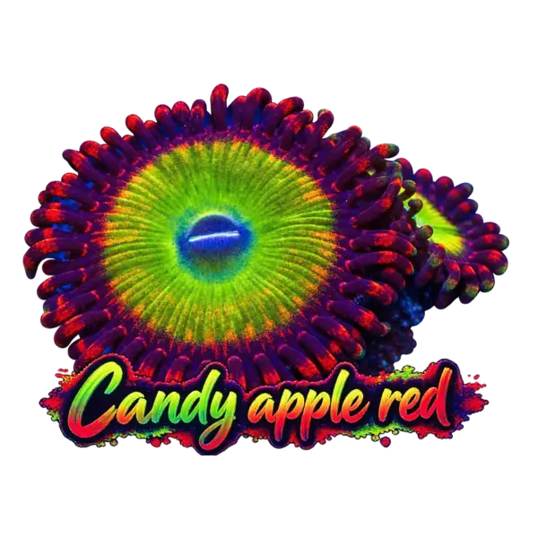  Candy Apple Red Zoanthid