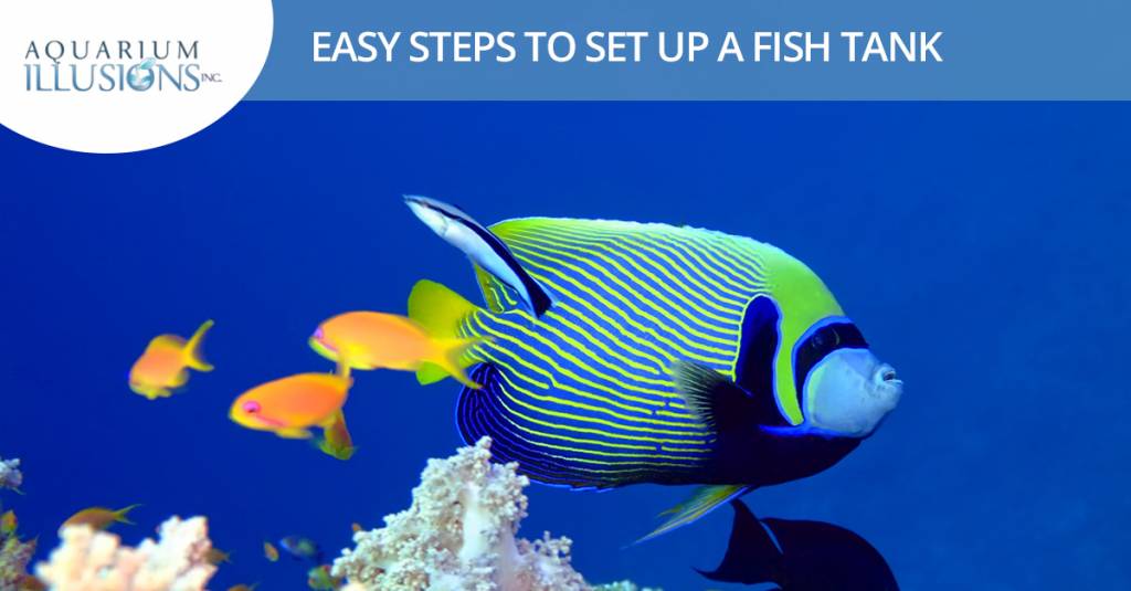 How To Set Up A Fish Tank