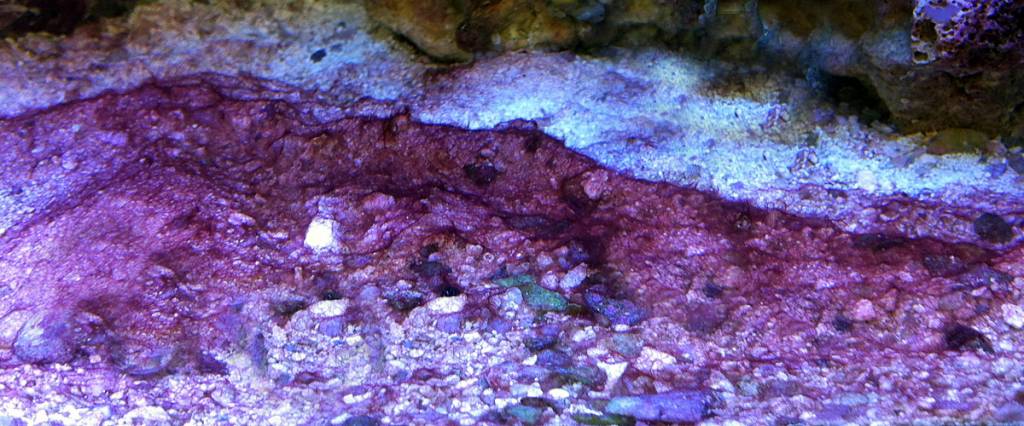 Red Slime Algae - What is it and How to Get Rid of it