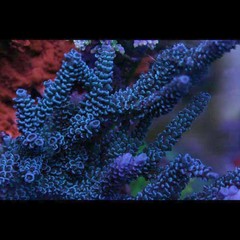 Products tagged with acropora coral