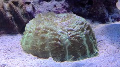 Products tagged with donut coral
