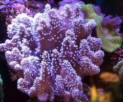 Products tagged with devils coral