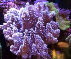 Products tagged with devils hand coral
