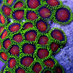 Products tagged with button polyps
