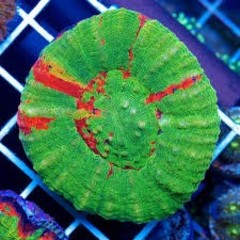Products tagged with aussie button coral