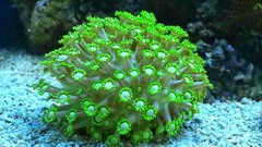 Products tagged with flowerpot coral