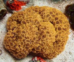 Products tagged with hammer coral