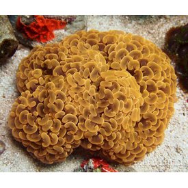  Hammer Coral Orange