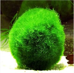 Products tagged with freshwater moss balls