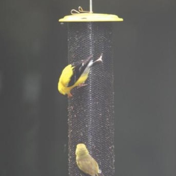 Birds Choice Small Nyjer Mesh Yellow Feeder The Bird Store And More