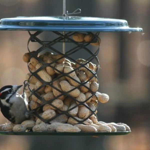 Birds Choice 2qt Magnet Mesh Whole Peanut Feeder The Bird Store