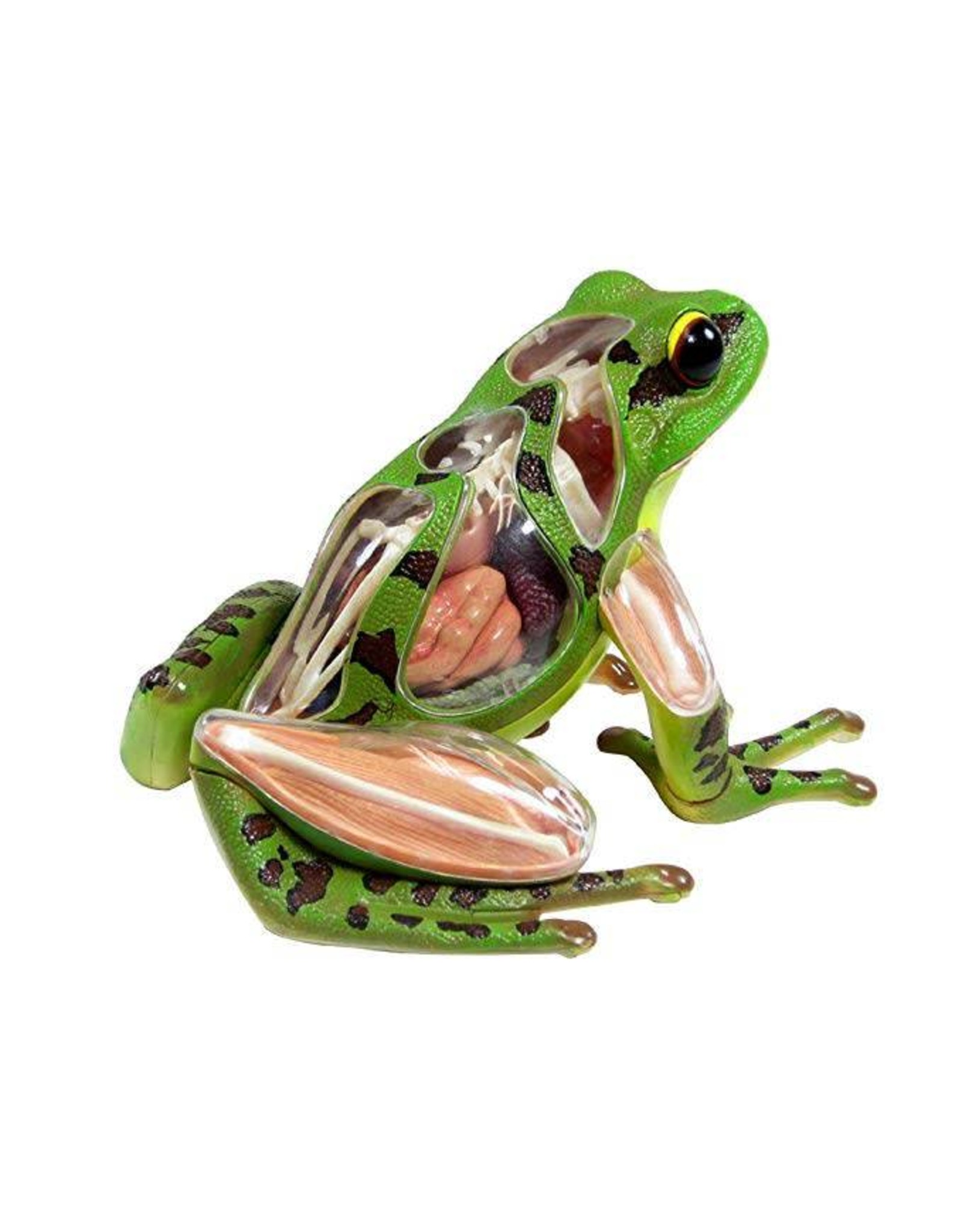 4D Vision Frog