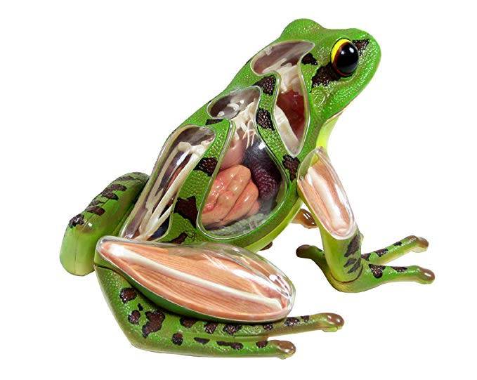 4D Vision Frog - Camera Concepts & Telescope Solutions