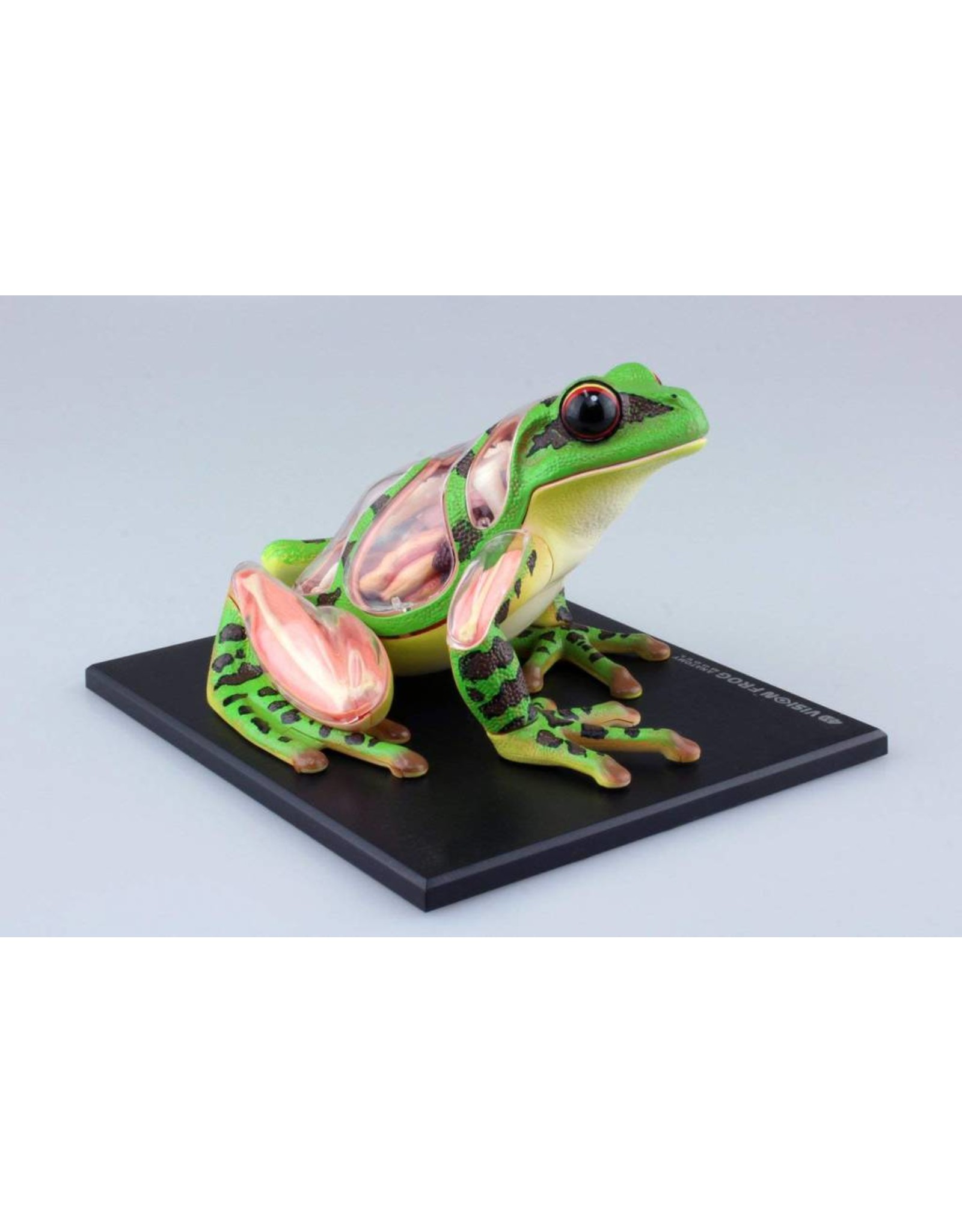 4D Vision Frog