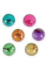 Dinosaur Fossil Putty