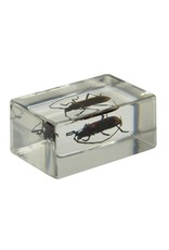 Celestron Celestron 3D Bug Specimen Kit #1(Limited Quantities)