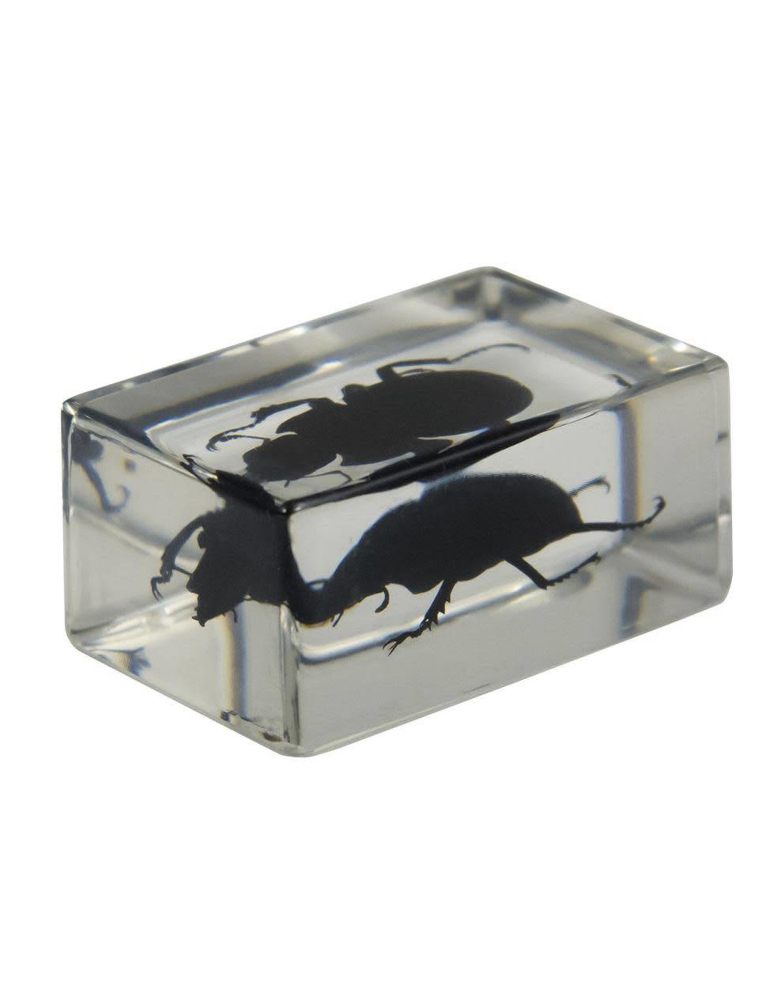 Celestron Celestron 3D Bug Specimen Kit #1(Limited Quantities)