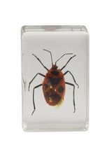 Celestron Celestron 3D Bug Specimen Kit #1(Limited Quantities)