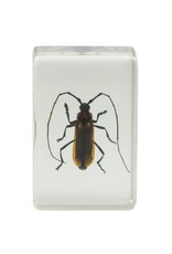 Celestron Celestron 3D Bug Specimen Kit #1(Limited Quantities)