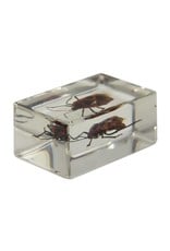 Celestron Celestron 3D Bug Specimen Kit #1(Limited Quantities)