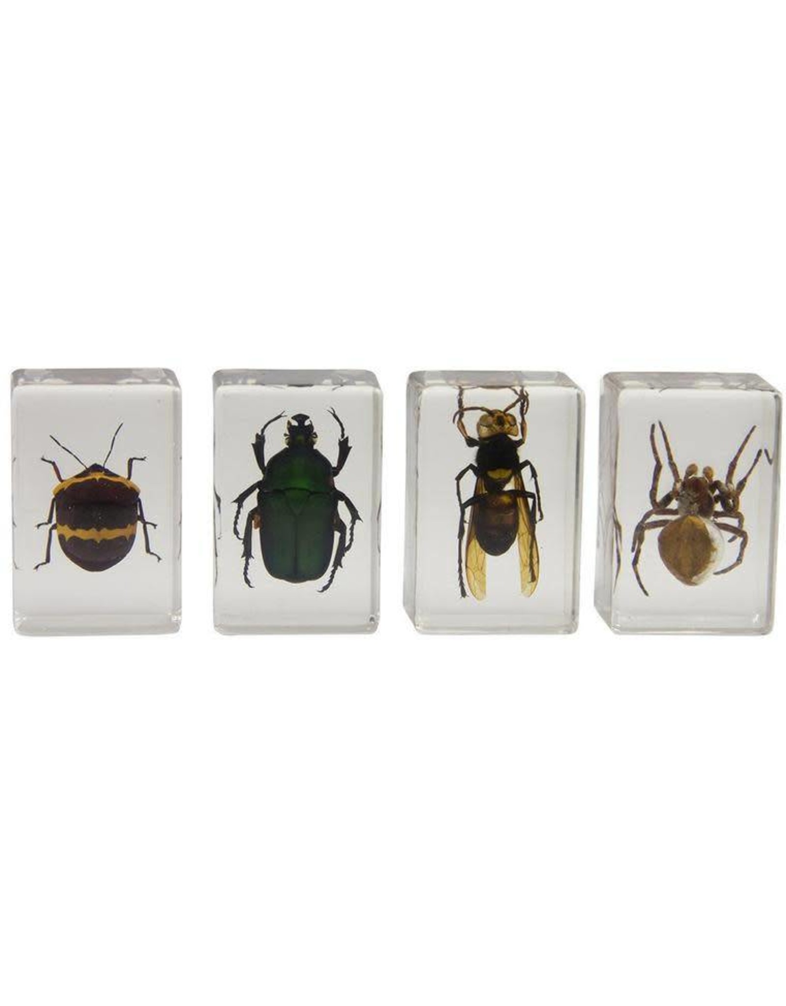 Celestron Celestron 3D Bug Specimen Kit #2 (Limited Quantities)