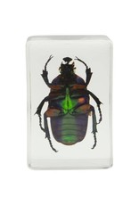 Celestron Celestron 3D Bug Specimen Kit #2 (Limited Quantities)