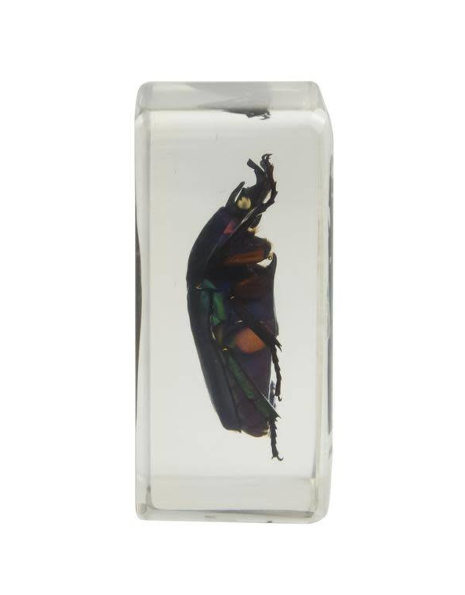 Celestron Celestron 3D Bug Specimen Kit #2 (Limited Quantities)