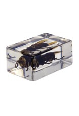 Celestron Celestron 3D Bug Specimen Kit #2 (Limited Quantities)