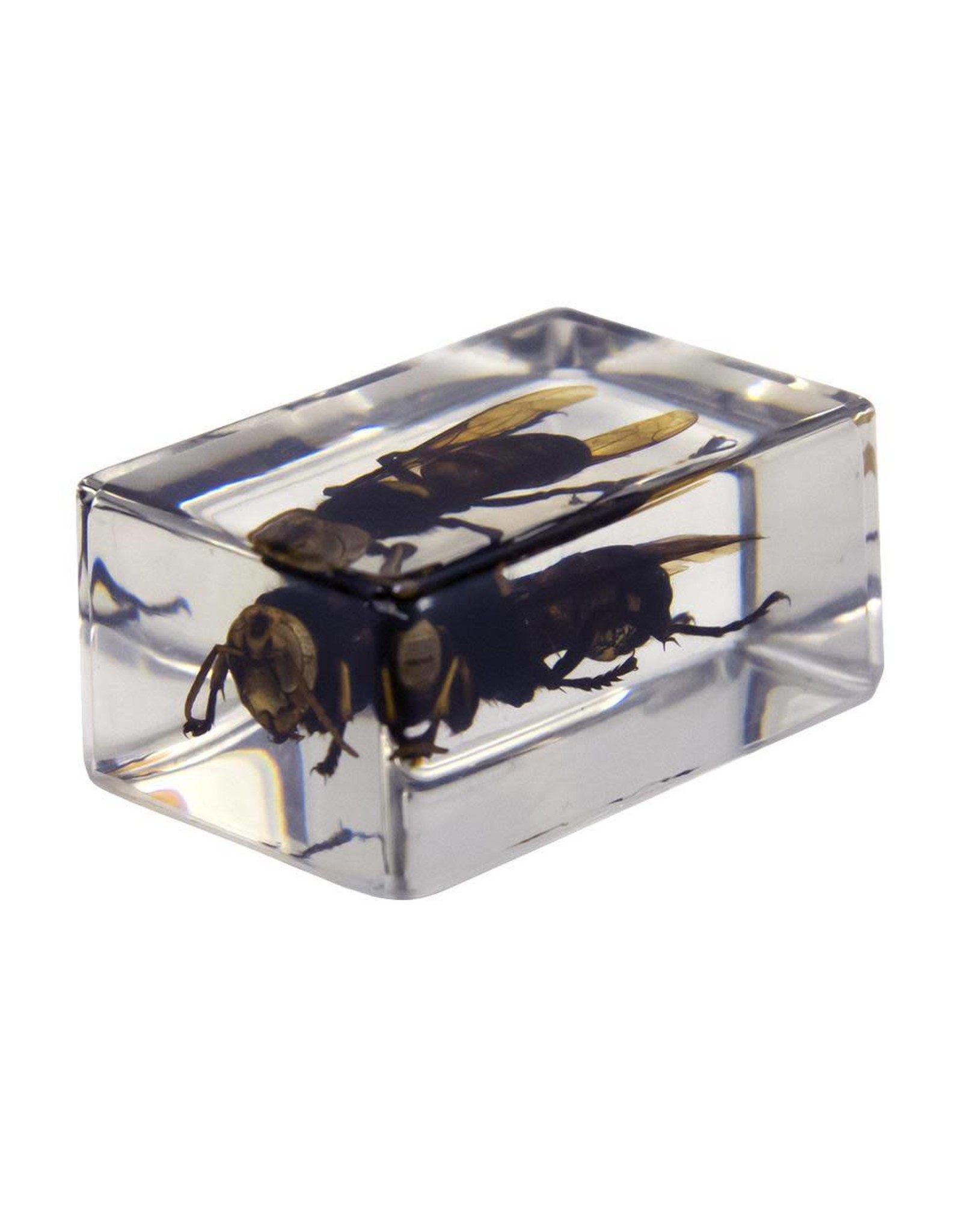 Celestron Celestron 3D Bug Specimen Kit #2 (Limited Quantities)
