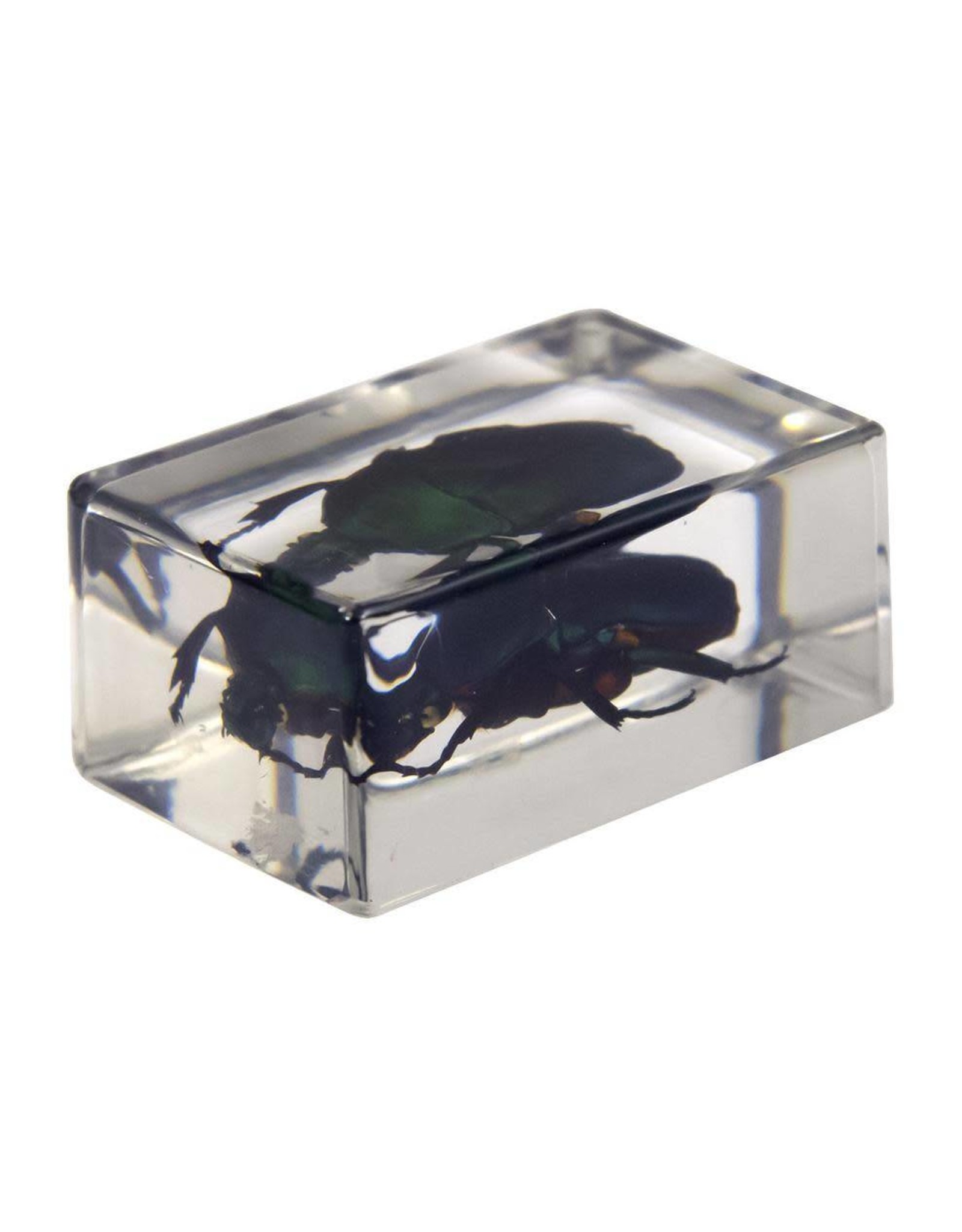 Celestron Celestron 3D Bug Specimen Kit #2 (Limited Quantities)