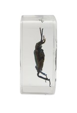 Celestron Celestron 3D Bug Specimen Kit #3 (Limited Quantities)