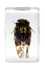 Celestron Celestron 3D Bug Specimen Kit #4 (LIMITED QUANTITIES)