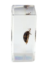 Celestron Celestron 3D Bug Specimen Kit #4 (LIMITED QUANTITIES)