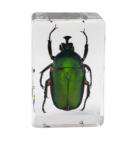 Celestron Celestron 3D Bug Specimen Kit #5 (LIMITED QUANTITIES)