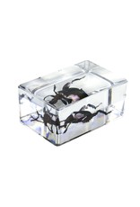 Celestron Celestron 3D Bug Specimen Kit #5 (LIMITED QUANTITIES)
