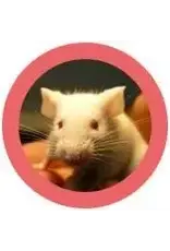 Giant Microbes Giant Microbes White Lab Mouse Plush