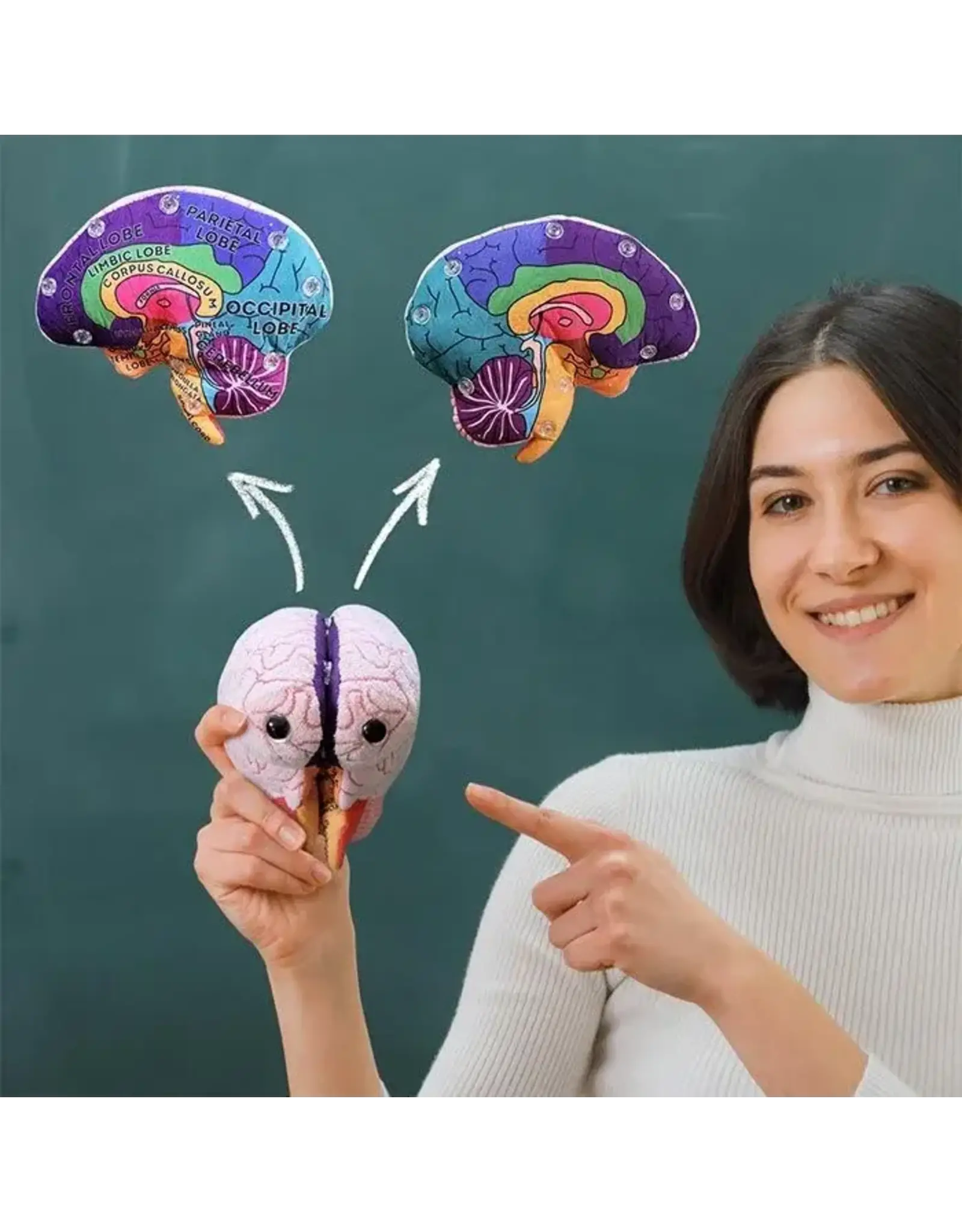 Giant Microbes Giant Microbes Human Brain Model