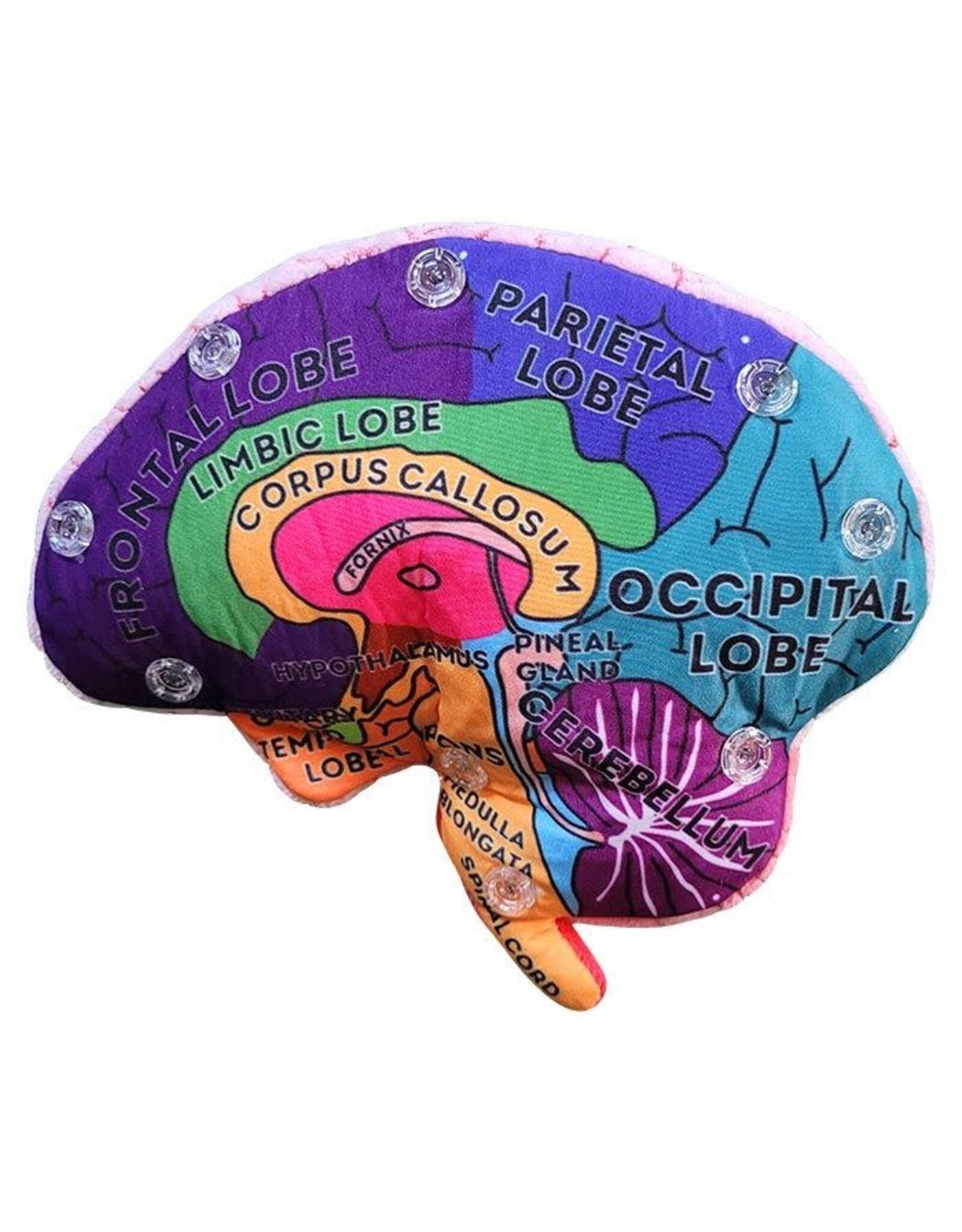 Giant Microbes Giant Microbes Human Brain Model