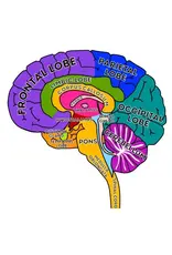 Giant Microbes Giant Microbes Human Brain Model