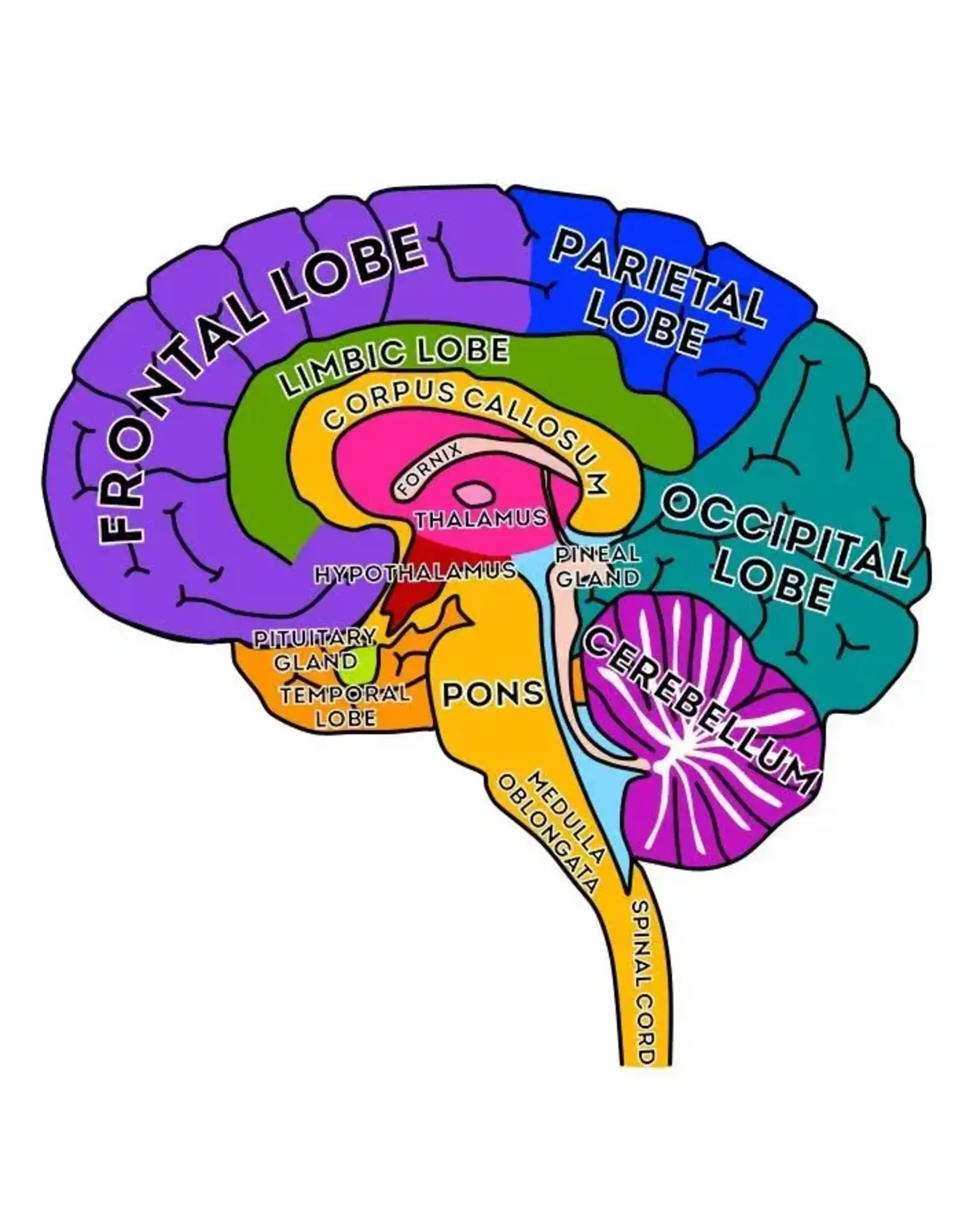 Giant Microbes Giant Microbes Human Brain Model