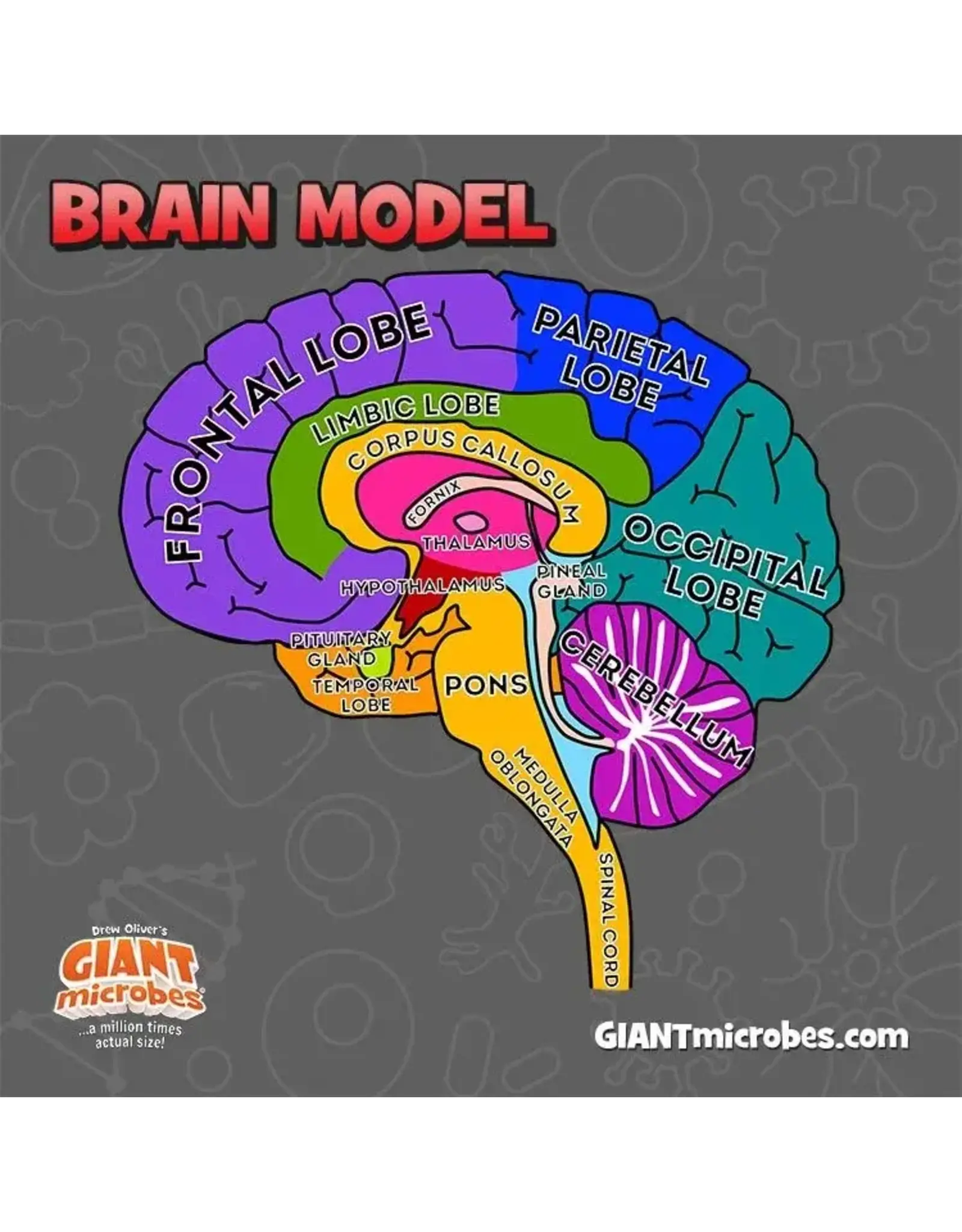 Giant Microbes Giant Microbes Human Brain Model