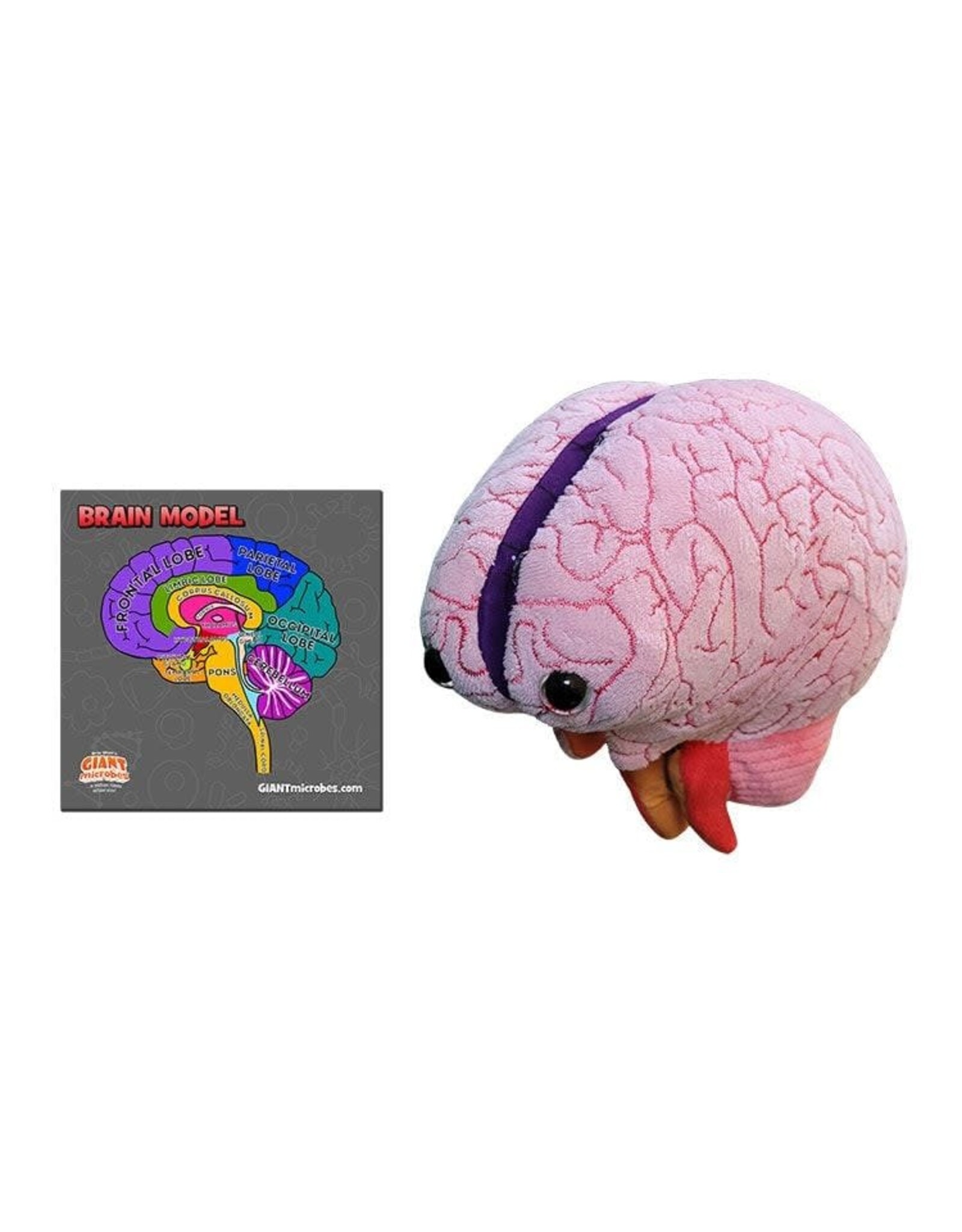 Giant Microbes Giant Microbes Human Brain Model