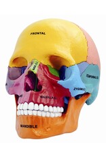 4D Didactic Exploded Human Skull Anatomy Model - 26087